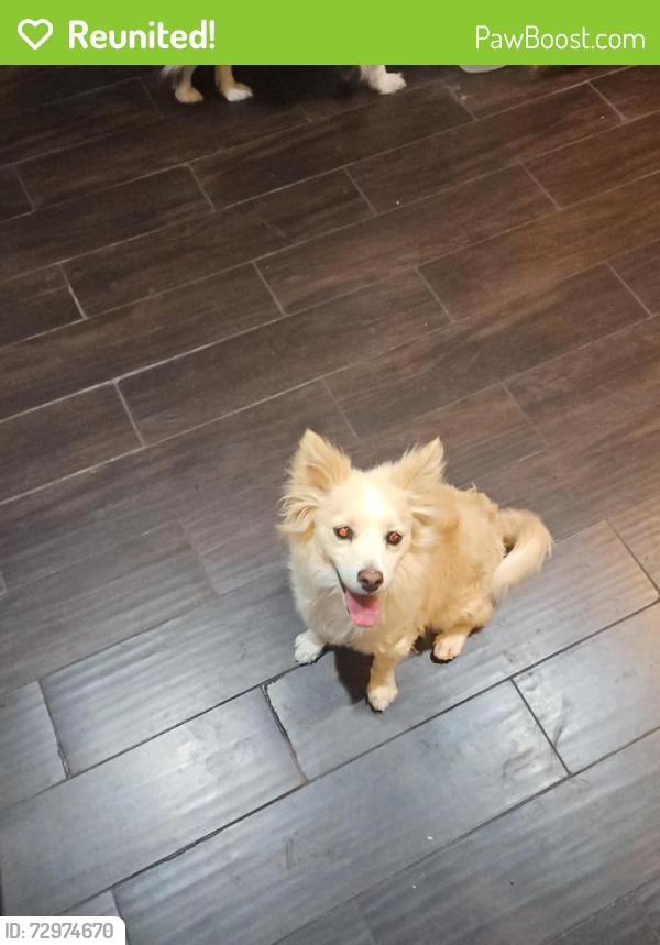 Reunited Male Dog last seen Sloan and Sahara , Las Vegas, NV 89142