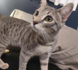 Found/Stray Unknown Cat last seen Applewood , El Cajon, CA 92021