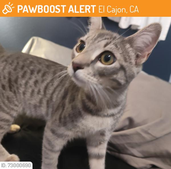 Found/Stray Unknown Cat last seen Applewood , El Cajon, CA 92021