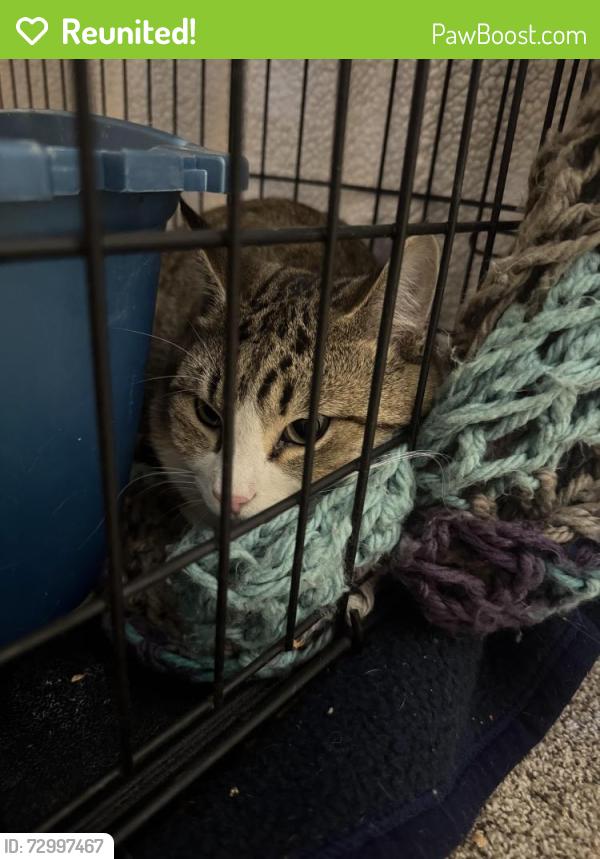 Reunited Unknown Cat last seen Ustick & Cole, Boise, ID 83704