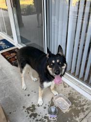 Reunited Female Dog last seen State St. , Corona, CA 92881