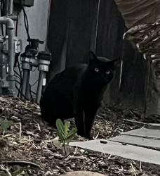 Found/Stray Unknown Cat last seen 60th and Adams Ave, San Diego, CA 92114