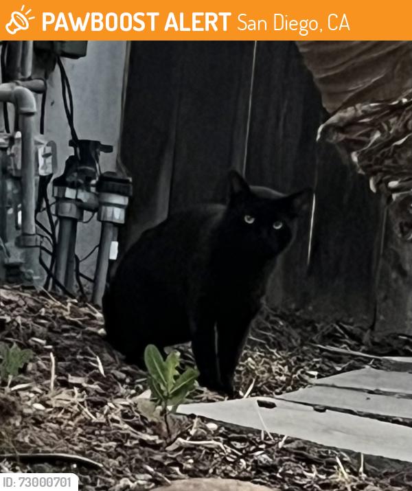 Found/Stray Unknown Cat last seen 60th and Adams Ave, San Diego, CA 92114