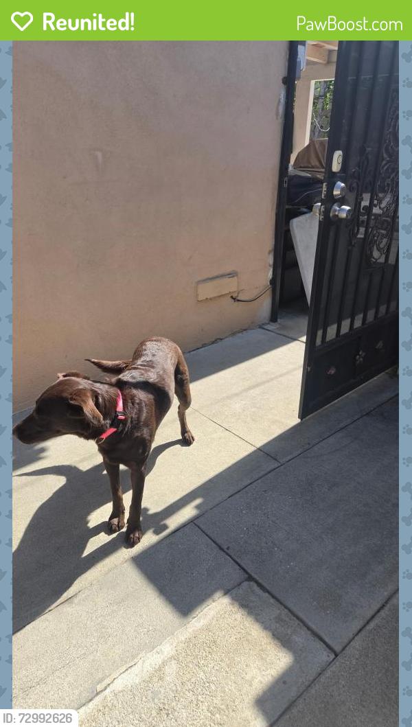 Reunited Female Dog last seen Bolsa and Brookhurst in Westminster, Westminster, CA 92683