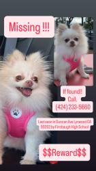 Lost Female Dog last seen Martin Luther King jr blvd and Duncan Ave Lynwood 90262, Lynwood, CA 90262
