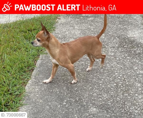 Lost Female Dog last seen Cragstone Ct, Lithonia, GA 30058