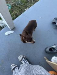 Found/Stray Unknown Dog last seen Mardie and Joyce, Hayward, CA 94544