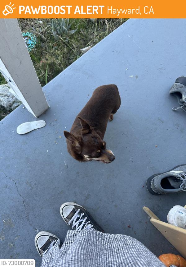 Found/Stray Unknown Dog last seen Mardie and Joyce, Hayward, CA 94544