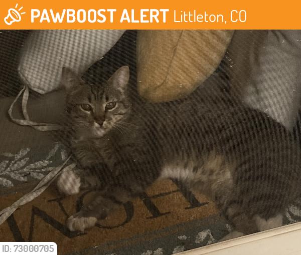Found/Stray Unknown Cat last seen Gallup , Littleton, CO 80123