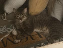Found/Stray Unknown Cat last seen Gallup , Littleton, CO 80123