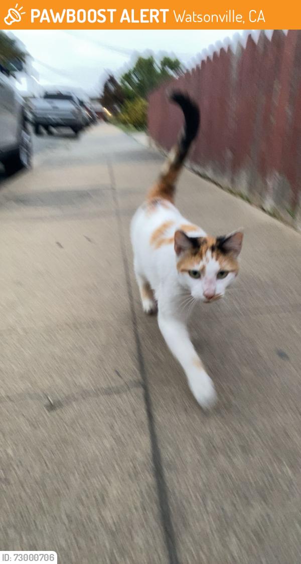 Found/Stray Unknown Cat last seen Orchard St Watsonville CA, Watsonville, CA 95076