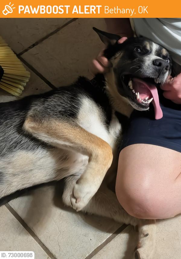 Found/Stray Male Dog last seen Council Rd, found in Woodlawn Park, Bethany, OK 73008