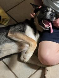 Found/Stray Male Dog last seen Council Rd, found in Woodlawn Park, Bethany, OK 73008