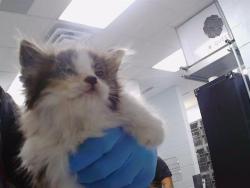 Shelter Stray Unknown Cat last seen CHARLOTTE, 8315 Byrum Dr, Charlotte, NC 28217, USA