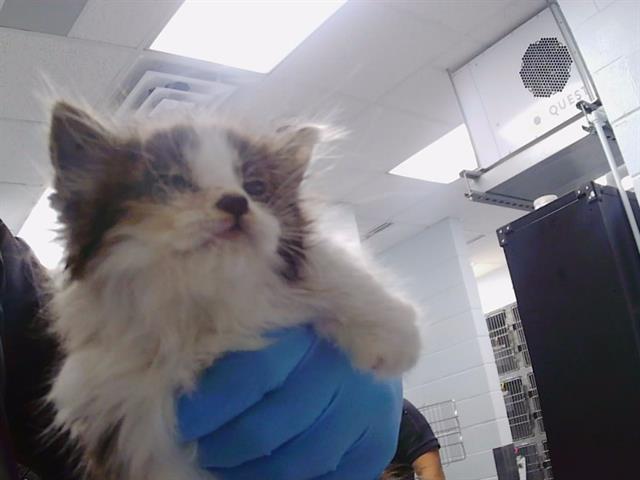 Shelter Stray Unknown Cat last seen CHARLOTTE, 8315 Byrum Dr, Charlotte, NC 28217, USA