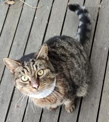 Found/Stray Unknown Cat last seen Broadway & Whitelaw St, Reservoir, VIC 3073