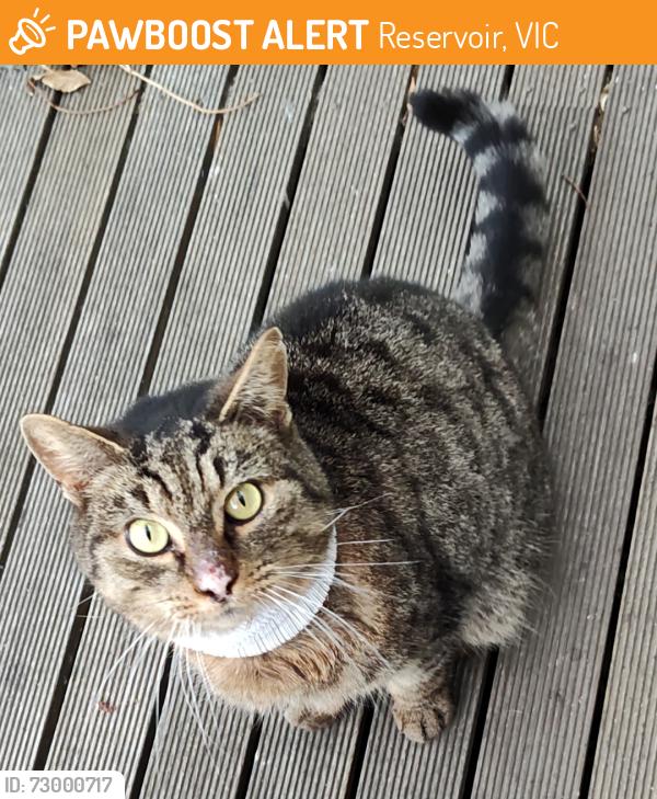 Found/Stray Unknown Cat last seen Broadway & Whitelaw St, Reservoir, VIC 3073