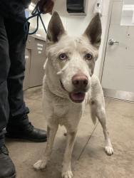 Shelter Stray Female Dog last seen , 14409 Vanowen St, Van Nuys, CA 91405, USA