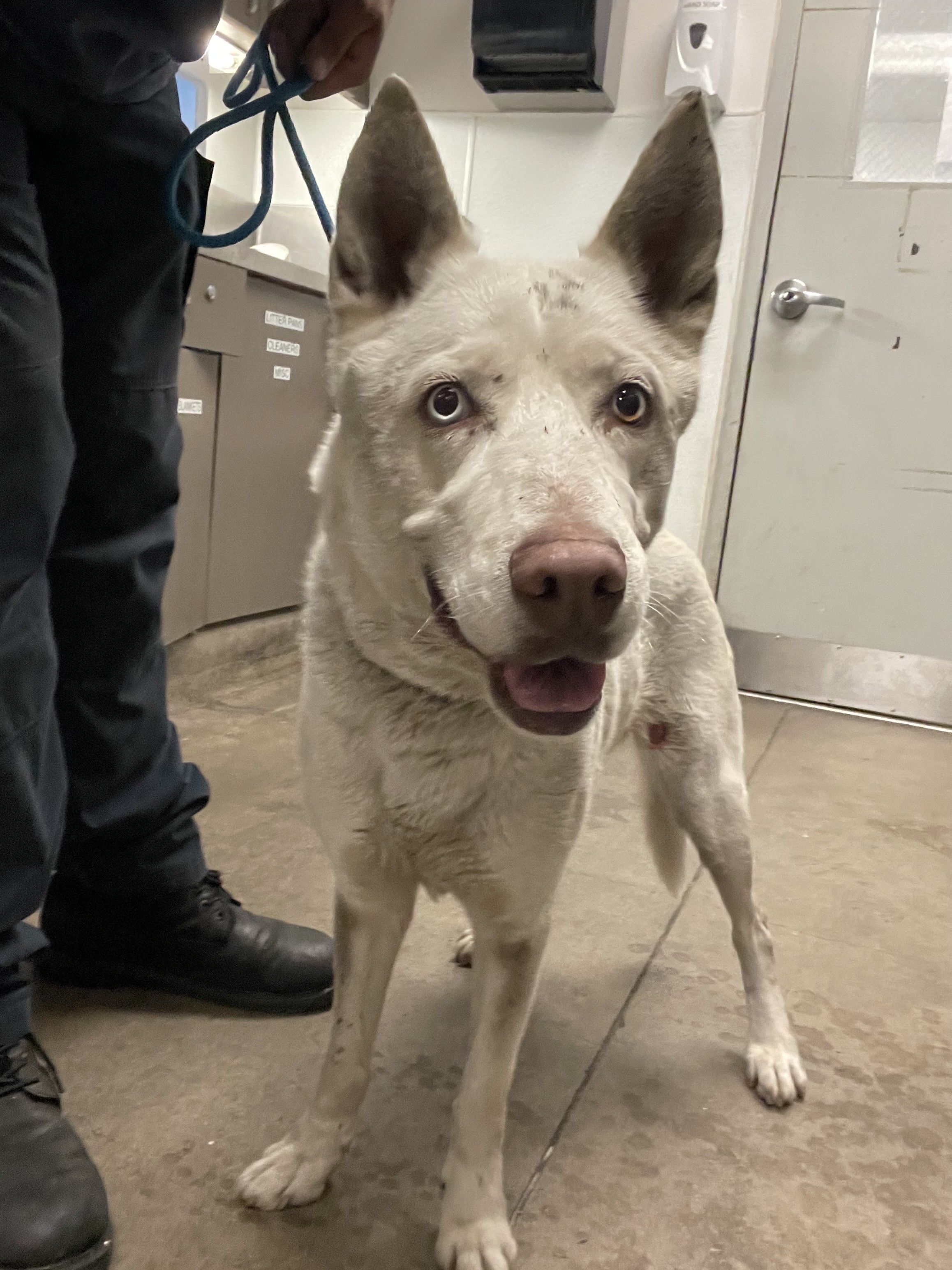 Shelter Stray Female Dog last seen , 14409 Vanowen St, Van Nuys, CA 91405, USA