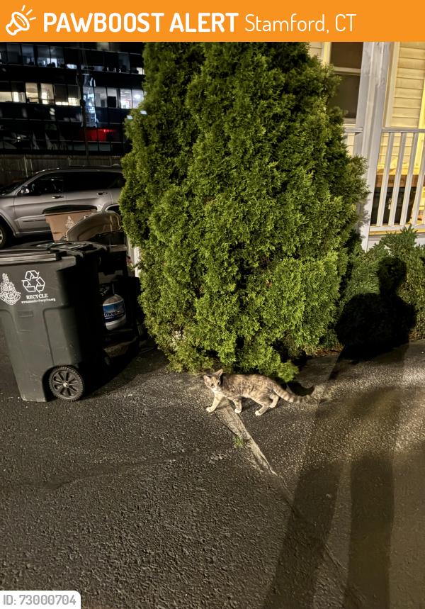 Found/Stray Unknown Cat last seen First Presbyterian Church, Stamford, CT 06905