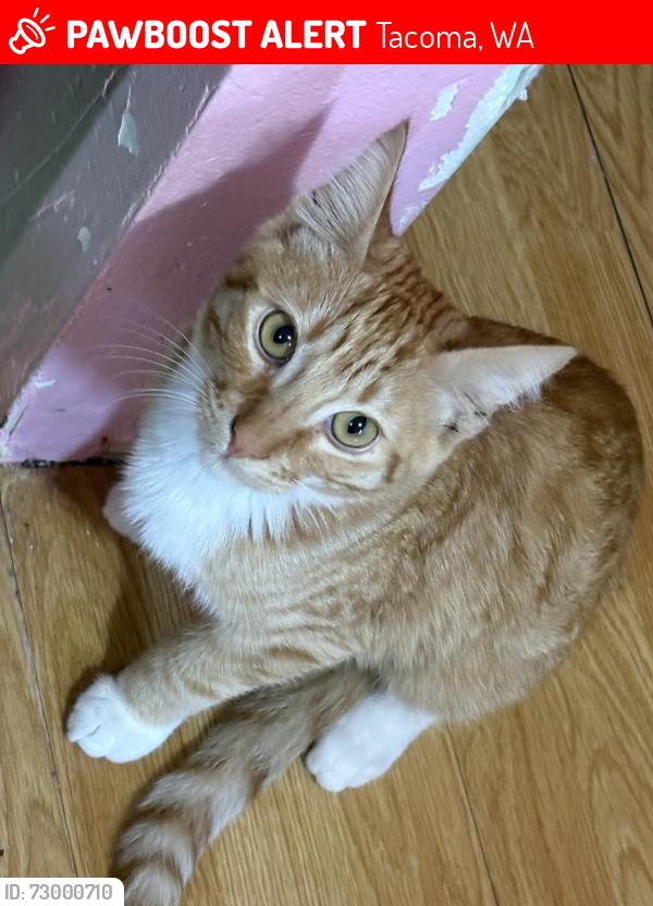 Lost Male Cat last seen Alaska St 98444 Tacoma Wa, Tacoma, WA 98444