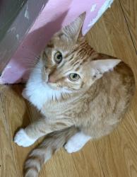 Lost Male Cat last seen Alaska St 98444 Tacoma Wa, Tacoma, WA 98444