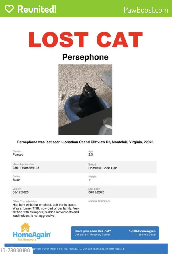 Reunited Female Cat last seen Jonathan Ct in Montclair, Montclair, VA 22025