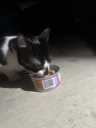 Found/Stray Unknown Cat last seen Memorial, Racine, WI 53404