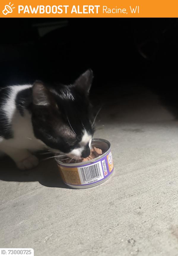 Found/Stray Unknown Cat last seen Memorial, Racine, WI 53404