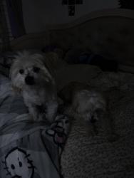 Lost Male Dog last seen Near Omelveny ave , San Fernando, CA 91340