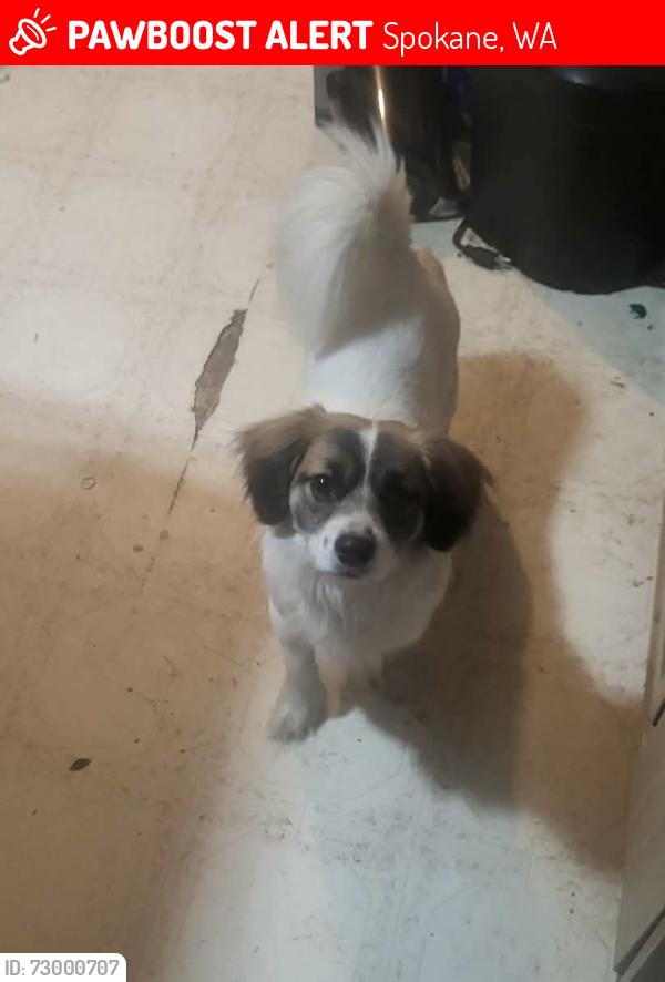 Lost Male Dog last seen W Nora Ave N Elm st, Spokane, WA 99205