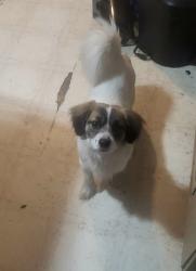 Lost Male Dog last seen W Nora Ave N Elm st, Spokane, WA 99205