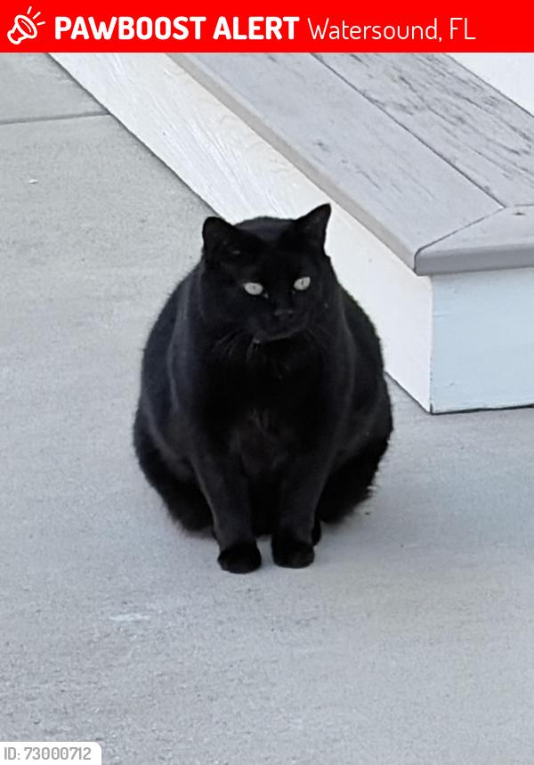 Lost Female Cat last seen Trailhead Dr, Watersound, FL 32461