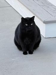 Lost Female Cat last seen Trailhead Dr, Watersound, FL 32461