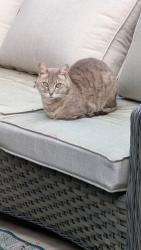 Reunited Unknown Cat last seen Woodcreek Oaks, Roseville, CA 95747