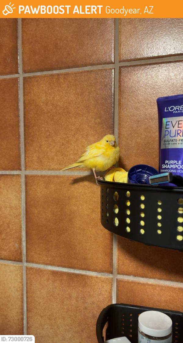 Found/Stray Unknown Bird last seen Citrus rd and McDowell rd, Goodyear, AZ 85395