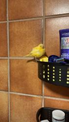 Found/Stray Unknown Bird last seen Citrus rd and McDowell rd, Goodyear, AZ 85395