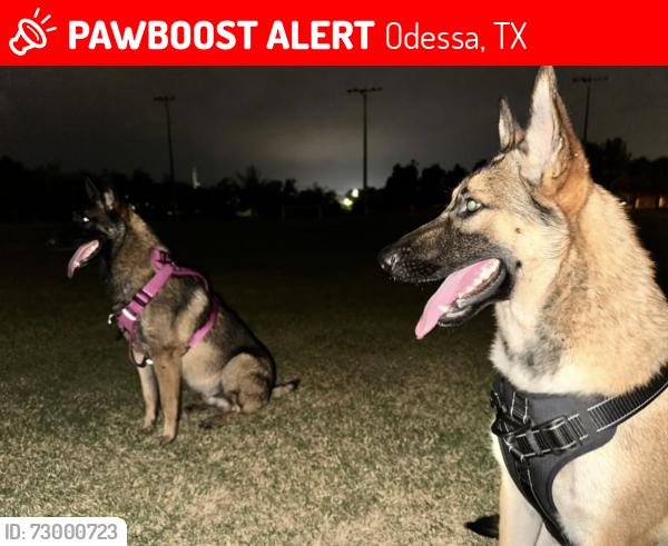 Lost Male Dog last seen 35th and Dixie , Odessa, TX 79764