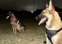 Lost Male Dog last seen 35th and Dixie , Odessa, TX 79764