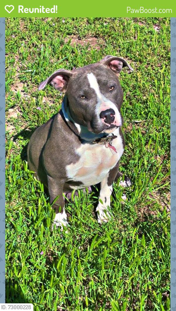 Reunited Female Dog last seen Near deer track dr weatherford,Tx, Weatherford, TX 76085