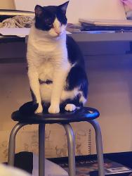 Lost Male Cat last seen East Celeste Drive and Sellarole, Tucson, AZ 85730