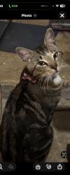 Found/Stray Male Cat last seen Logan , Round Rock, TX 78664