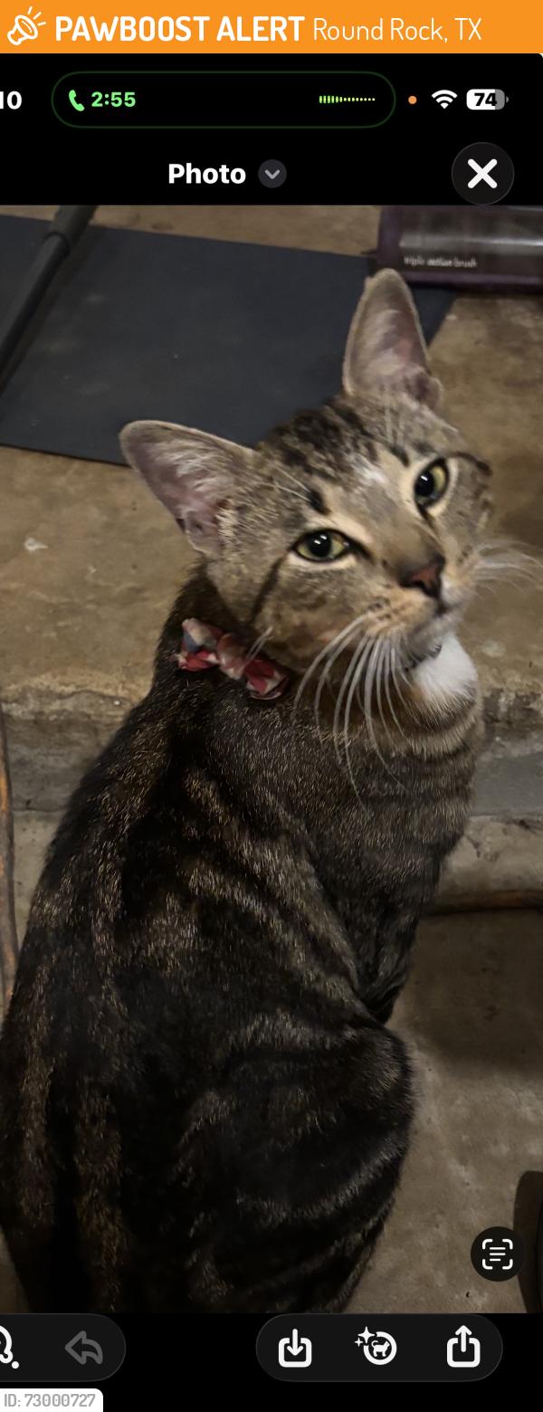 Found/Stray Male Cat last seen Logan , Round Rock, TX 78664