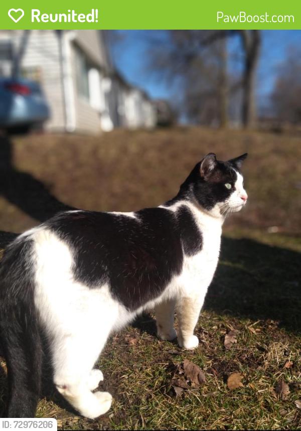 Reunited Male Cat last seen Sw15th St. And Burnham, Des Moines, IA 50315