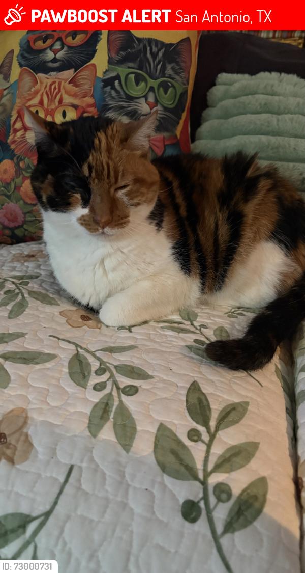 Lost Female Cat last seen Near Range Finder , San Antonio, TX 78245
