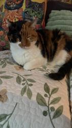 Lost Female Cat last seen Near Range Finder , San Antonio, TX 78245