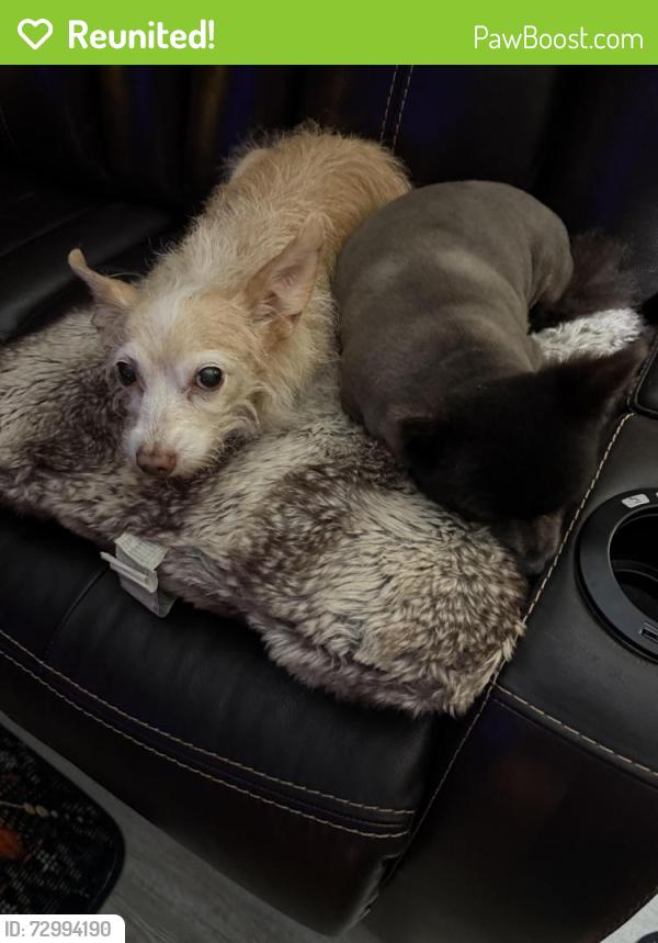 Reunited Female Dog last seen Malabar feed sttore, Palm Bay, FL 32907