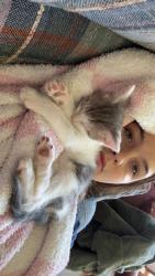 Lost Male Cat last seen Griffin Ln, Caldwell, ID 83607