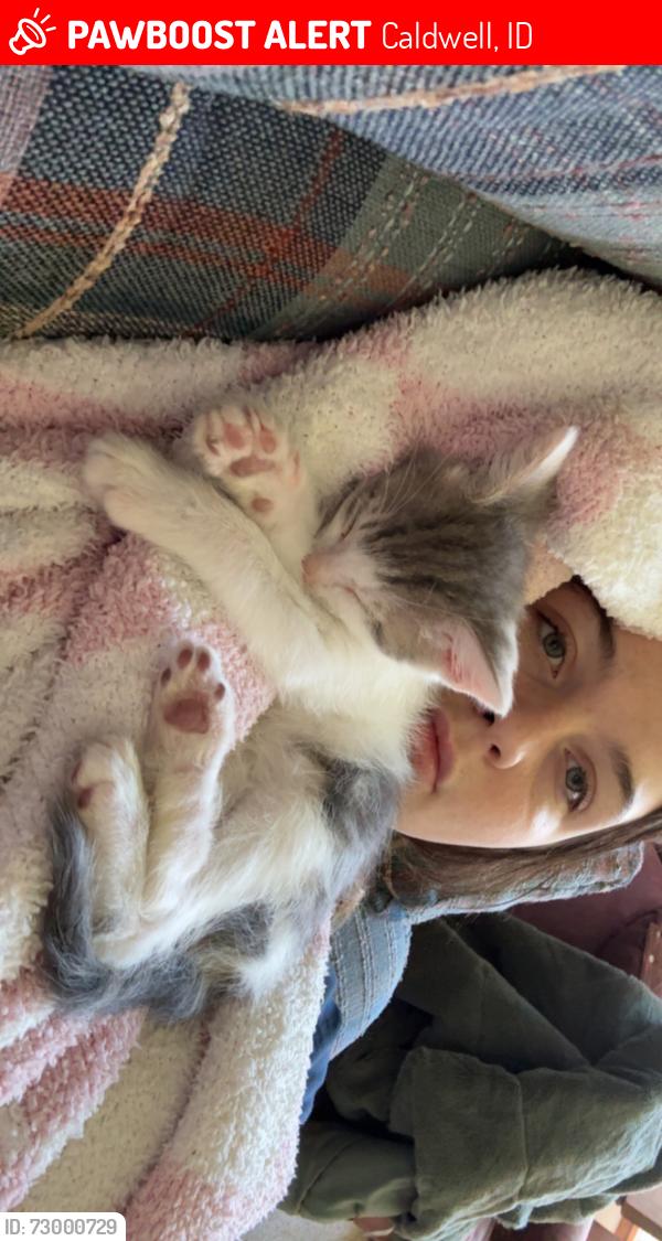 Lost Male Cat last seen Griffin Ln, Caldwell, ID 83607
