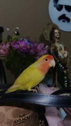 Lost Unknown Bird last seen 45th St San Diego, CA  92102 United States, San Diego, CA 92102